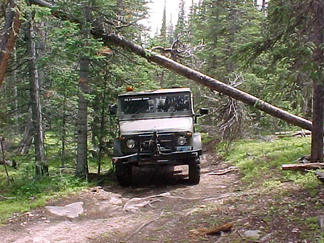 Leaning tree.