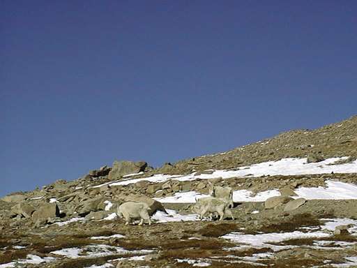 Mountain goats.