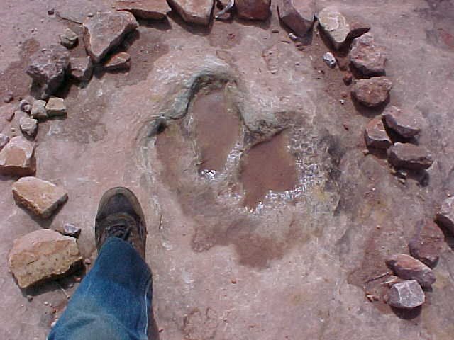 Dinosaur track.