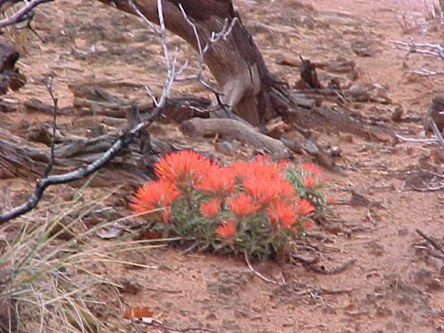 Indian Paintbrush.