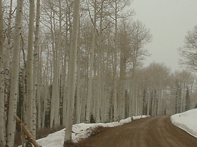 Trees on the way up.