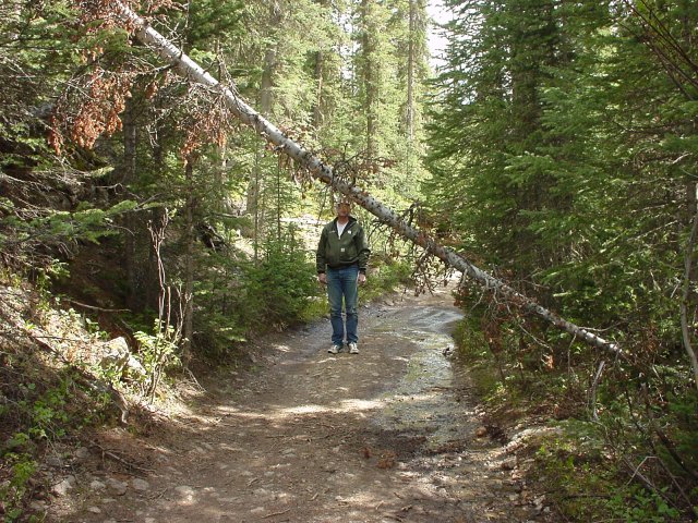 tree on the trail