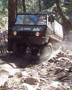 Reed's Pinzgauer